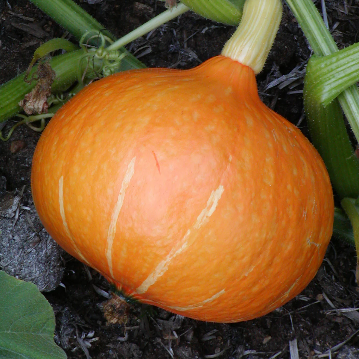 Courge potimarron Red Kuri Bio (semences)