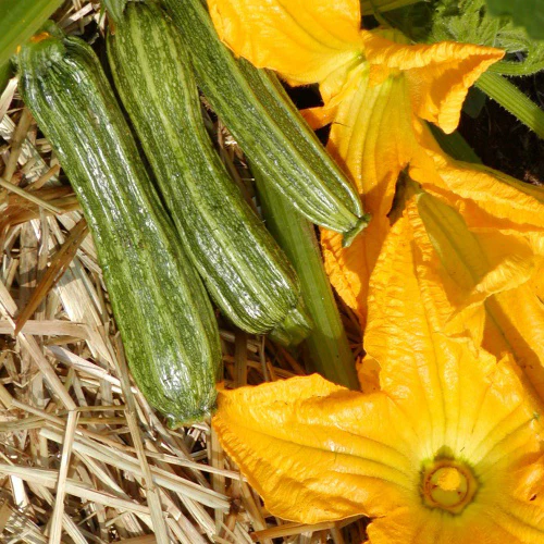Courgette Costata Romanesco Bio (semences)