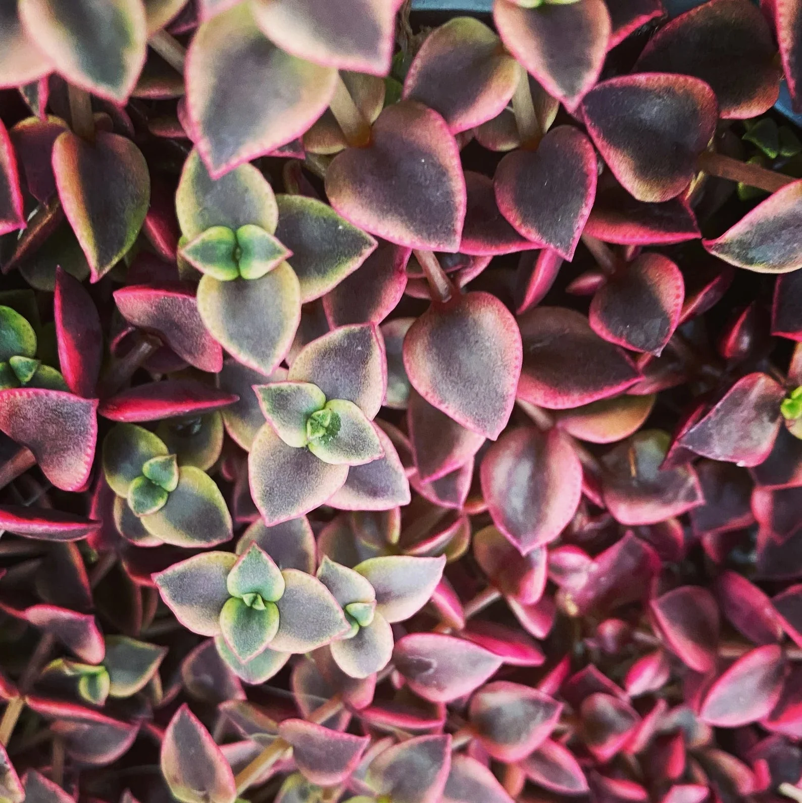 Bébés plantes au profit de la néonatalogie (mars seulement) – Image 8