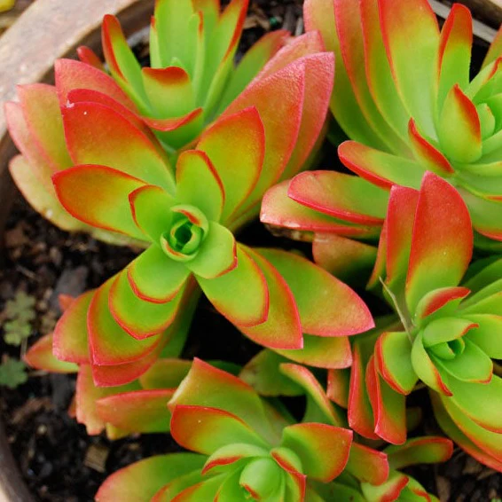 Crassula Campfire - Crassula capitella 'Campfire'