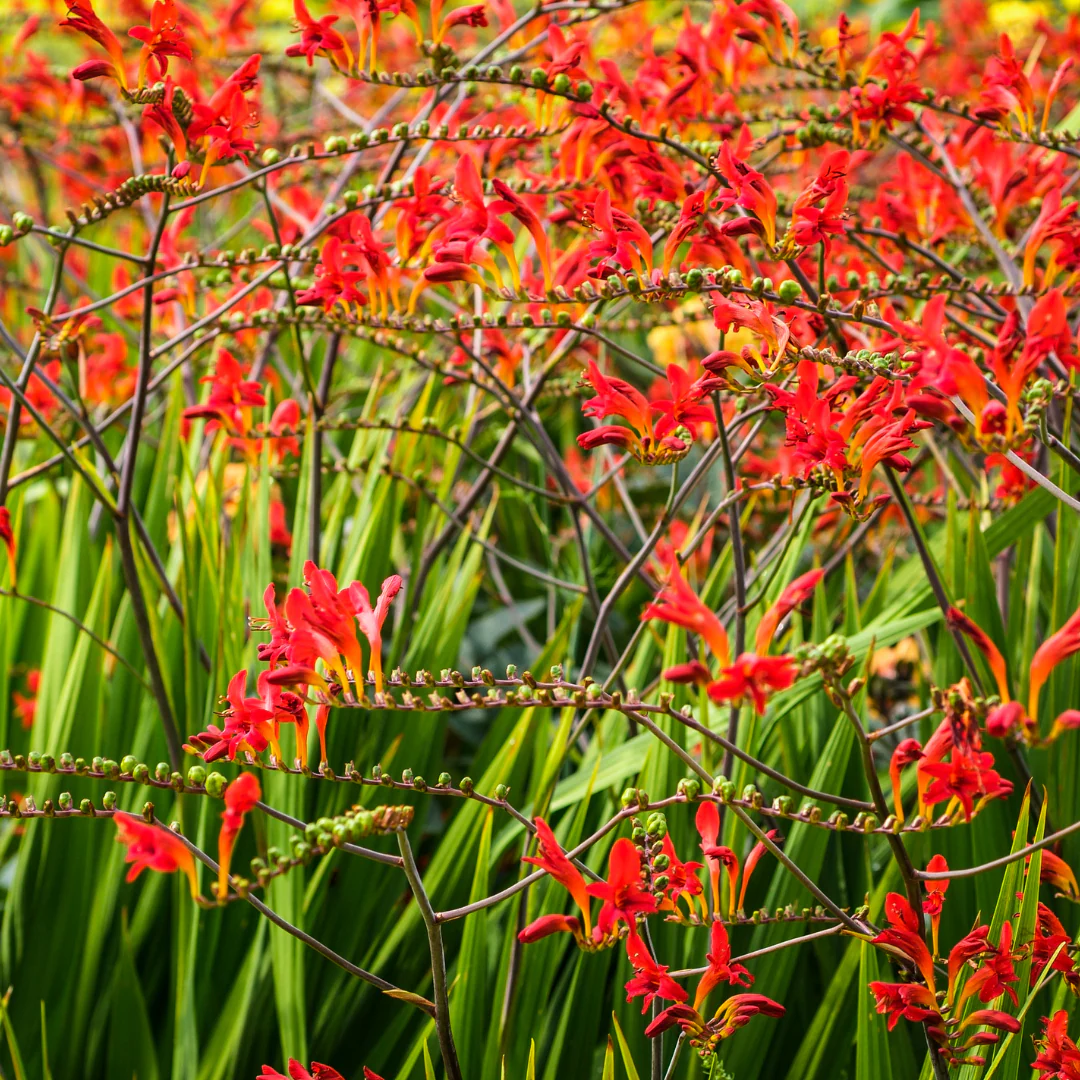 Crocosmia Lucifer - Crocosmia ‘Lucifer’