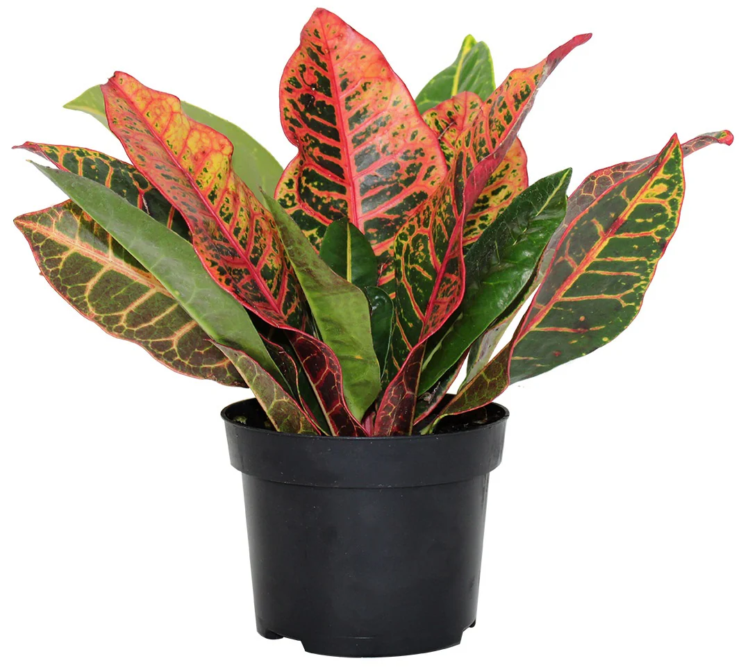 Croton Petra - Codiaeum 'Petra'