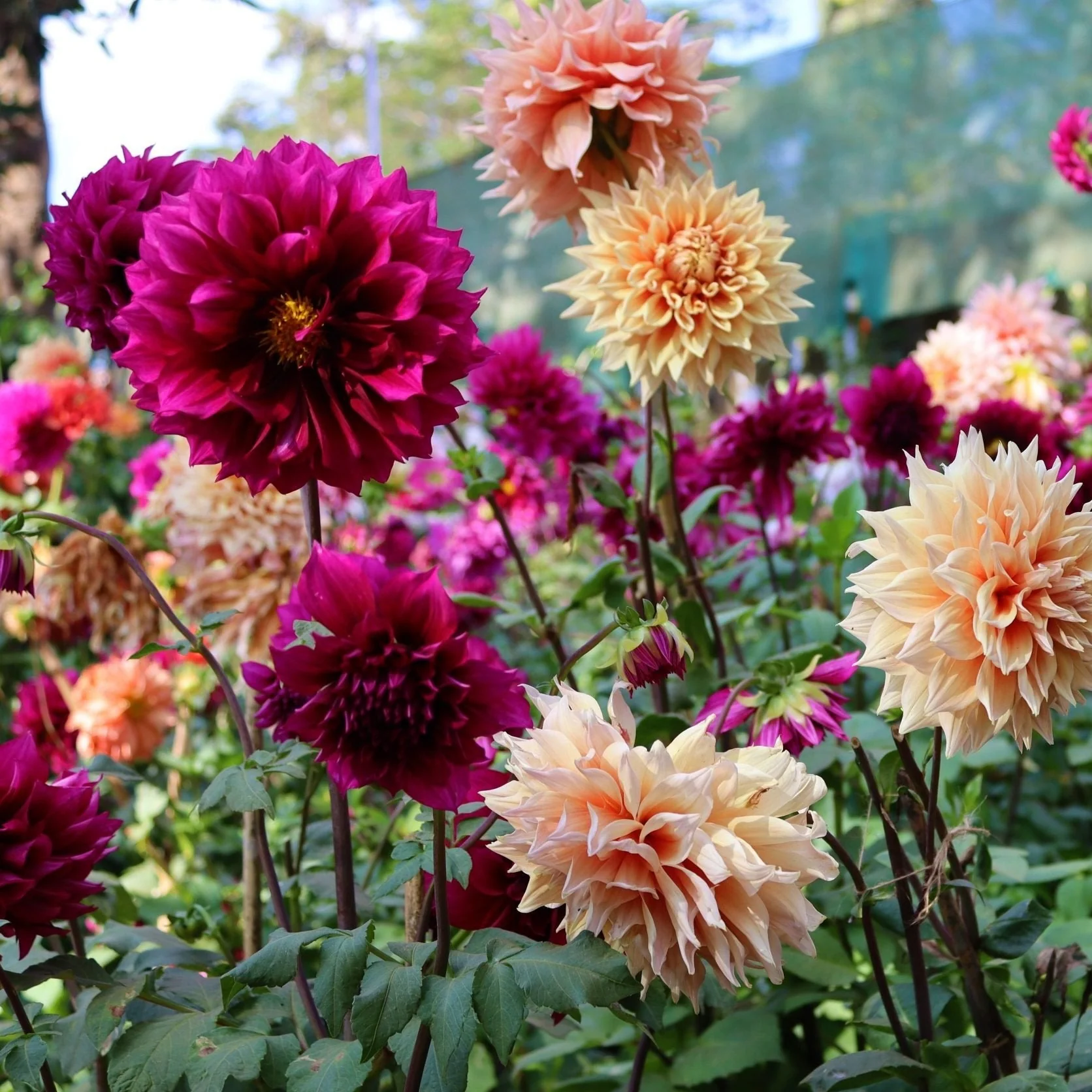 Dahlia - Dahlia (plant)