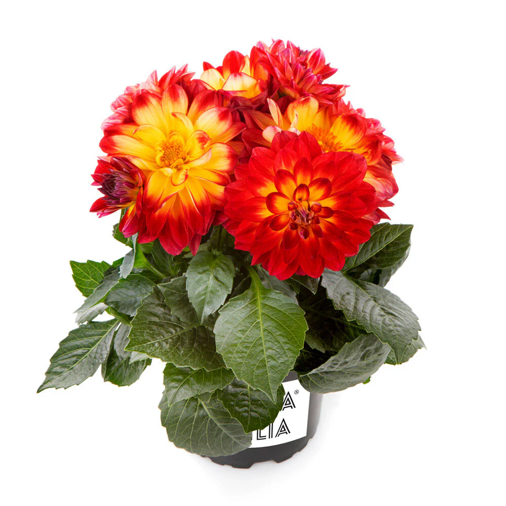 Dahlia - Dahlia (plant) – Image 5