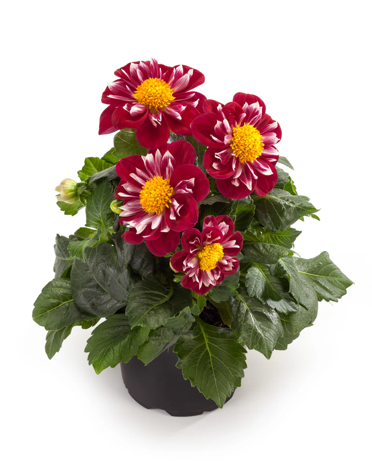 Dahlia - Dahlia (plant) – Image 6