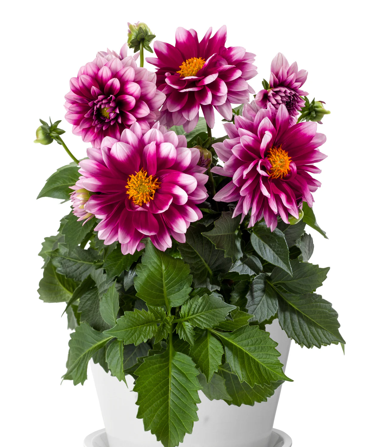 Dahlia - Dahlia (plant) – Image 8