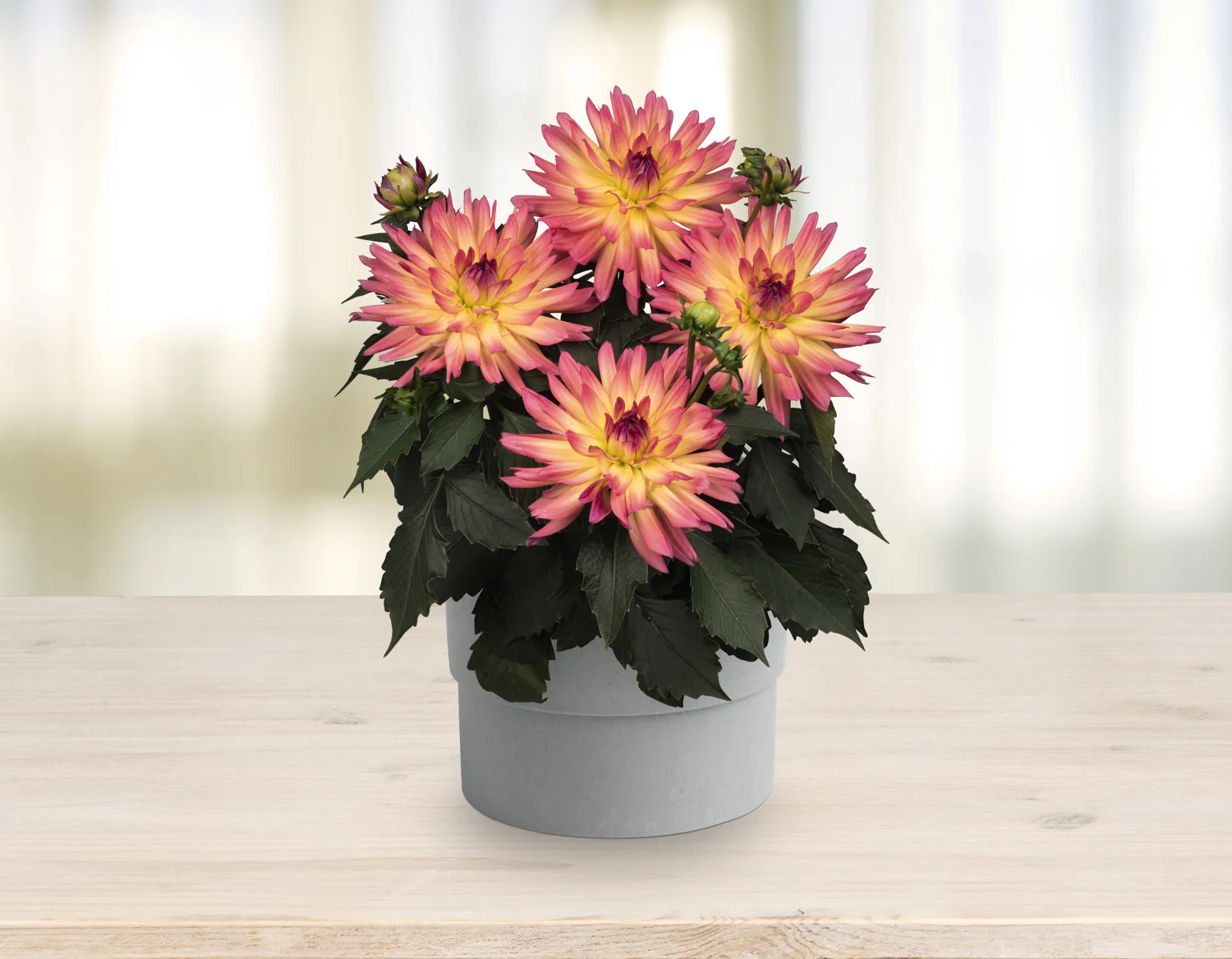 Dahlia - Dahlia (plant) – Image 9