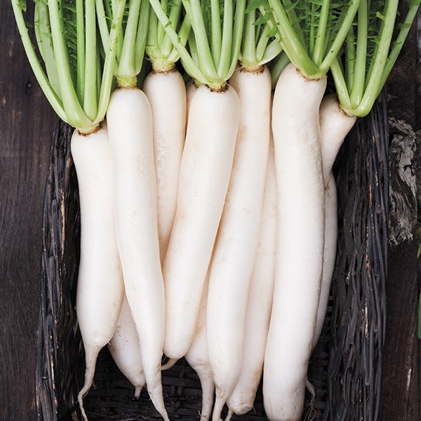 Radis Daikon Bio (semences)
