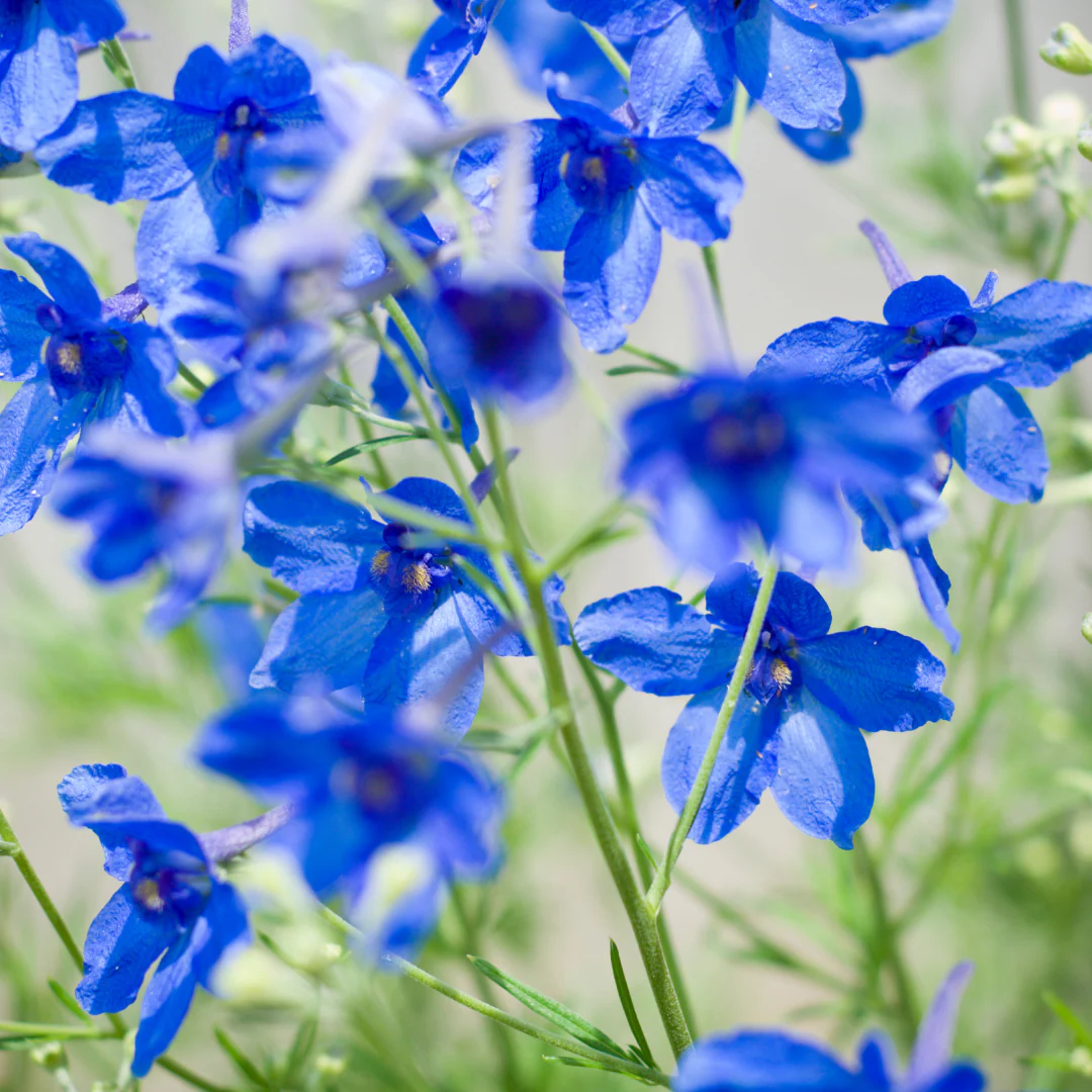 Pied d'alouette Blue Butterfly - Delphinium grandiflorum 'Blue Butterfly'