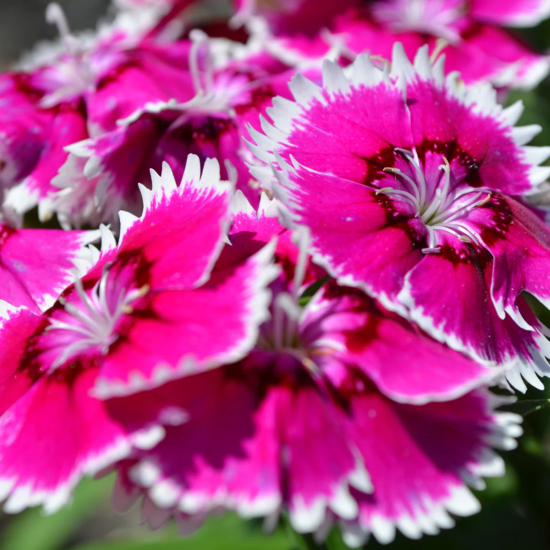 Oeillet Nanus - Dianthus barbatus 'Nanus'