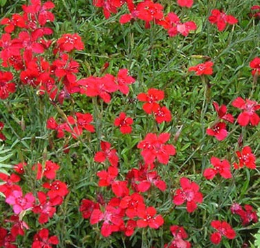Oeillet Flashing Light - Dianthus deltoides 'Flashing Light'