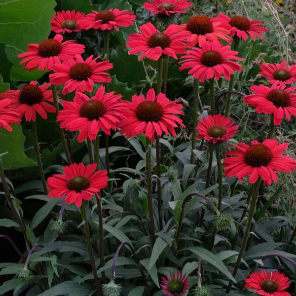 Échinacée Kismet Red - Echinacea 'Kismet Red'