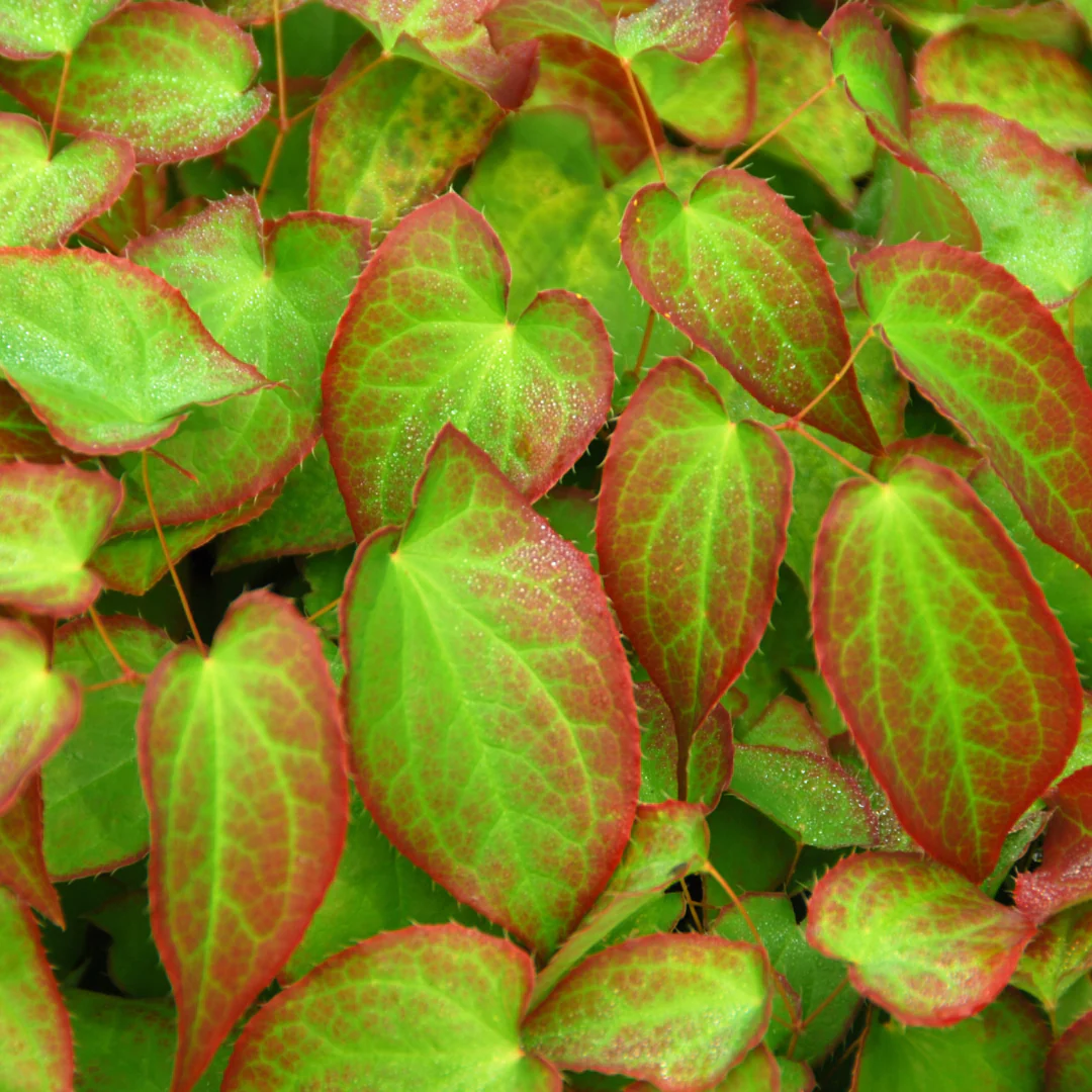 Épimède rouge - Epimedium rubrum