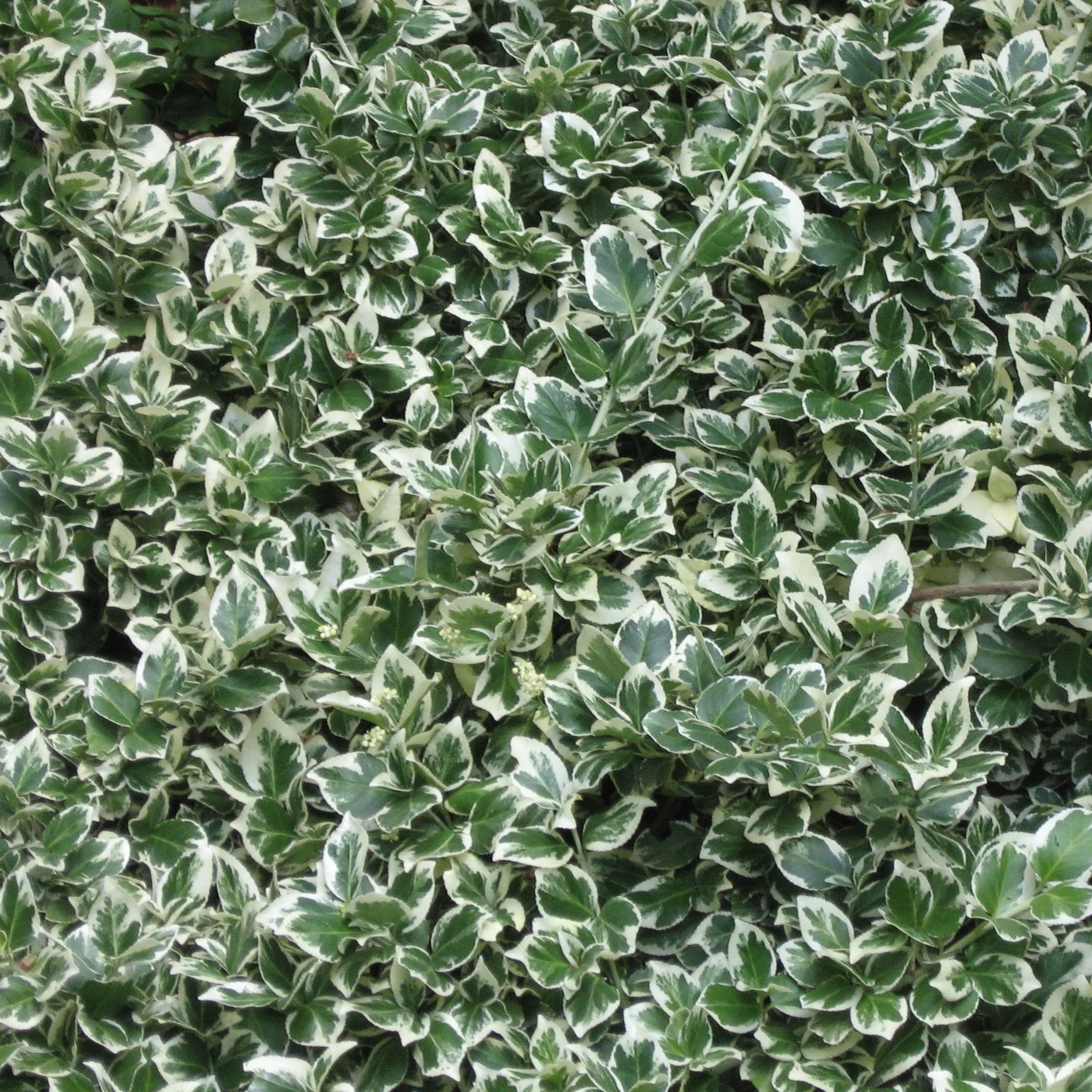 Fusain Emerald Gaiety - Euonymus fortunei 'Emerald Gaiety'