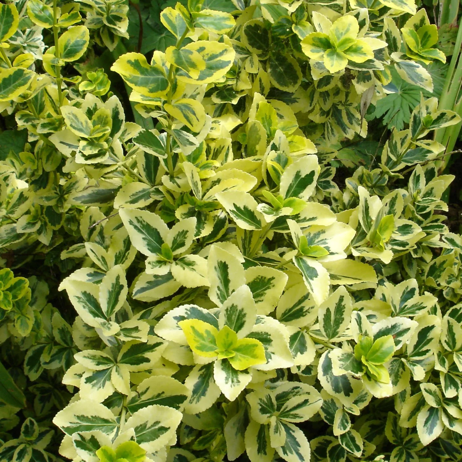 Fusain Emerald 'n' Gold - Euonymus fortunei 'Emerald 'n' Gold'