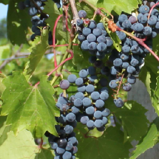 Vigne à raisins Frontenac noir - Vitis 'Frontenac Black'