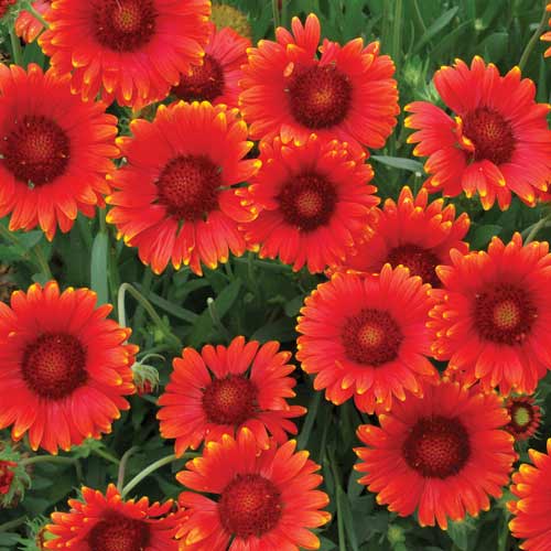 Gaillarde Arizona Red Shades - Gaillardia aristata 'Arizona Red Shades'
