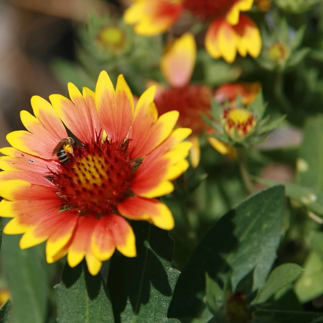 Gaillarde Arizona Sun - Gaillardia aristata 'Arizona Sun'
