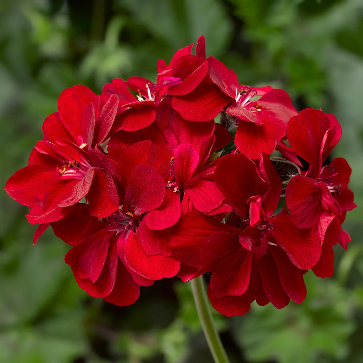 Géranium lierre - Pelargonium peltatum – Image 3