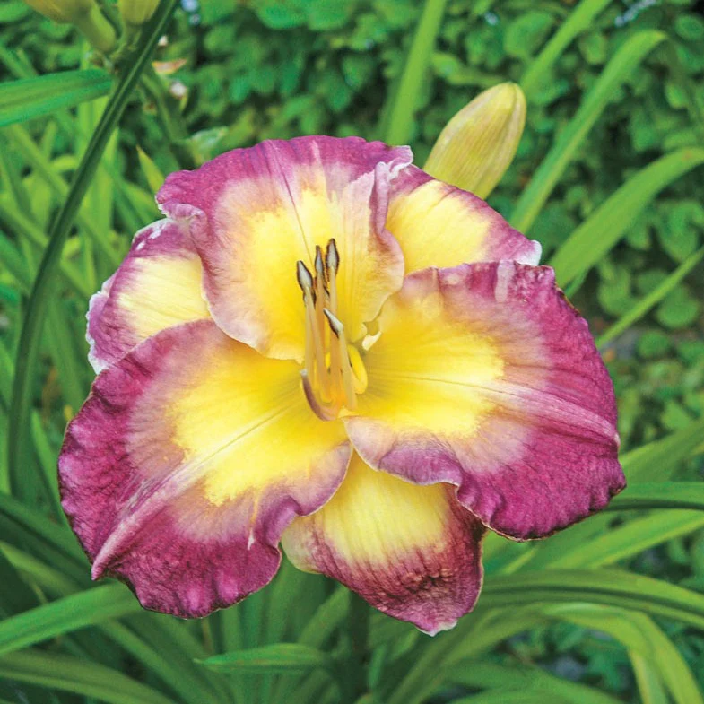 Hémérocalle Cheese and Wine - Hemerocallis 'Cheese and Wine'