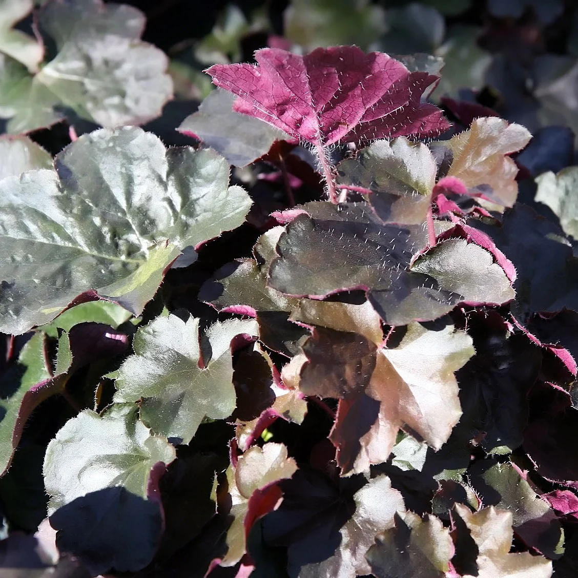 Heuchère Palace Purple - Heuchera micrantha 'Palace Purple'