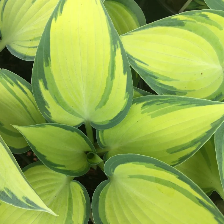 Hosta June - Hosta 'June'