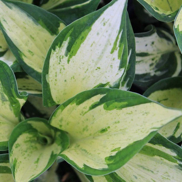 Hosta Revolution - Hosta 'Revolution'