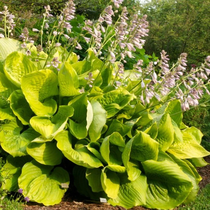 Hosta Sum and Substance - Hosta 'Sum and Substance'
