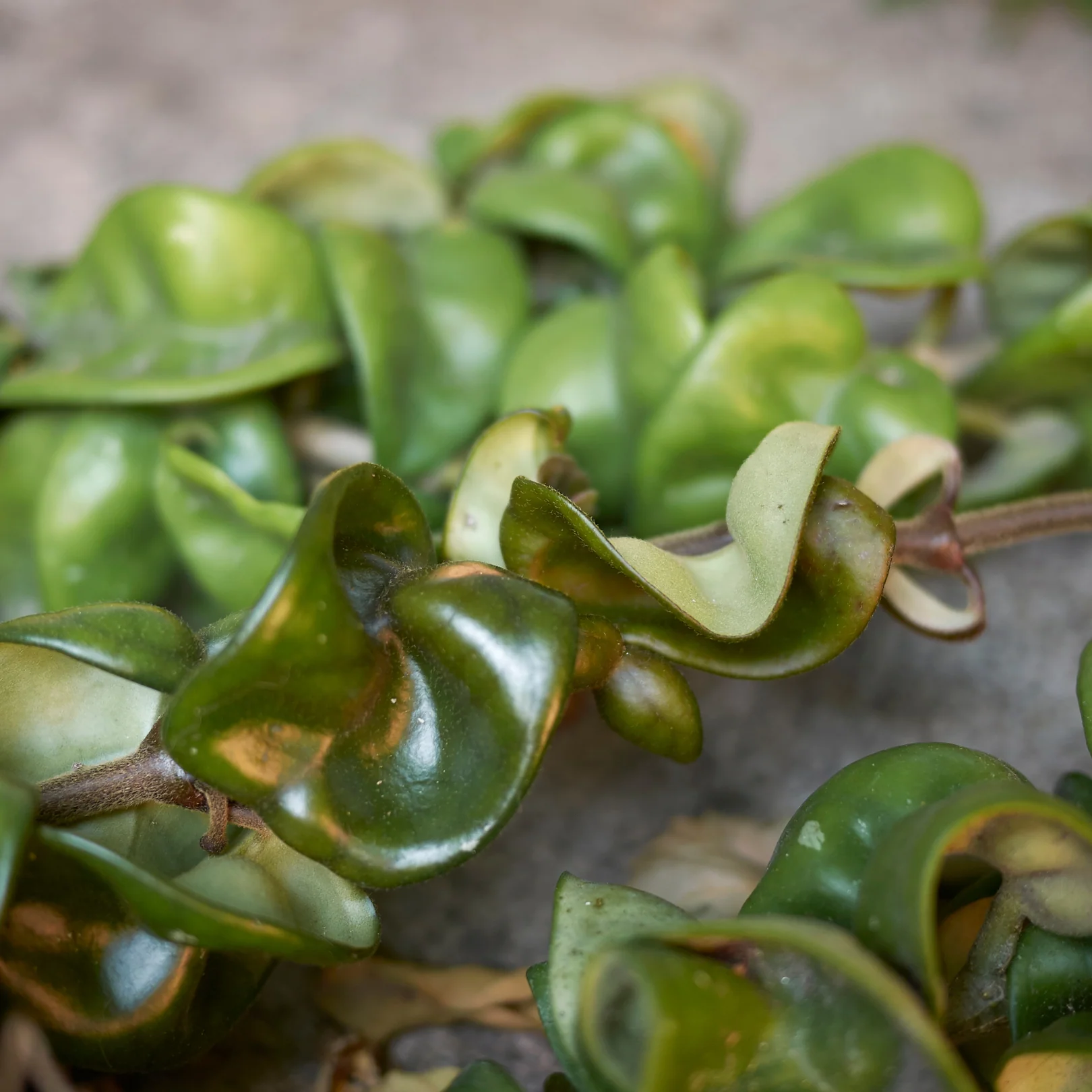 Bébés plantes au profit de la néonatalogie (mars seulement) – Image 2