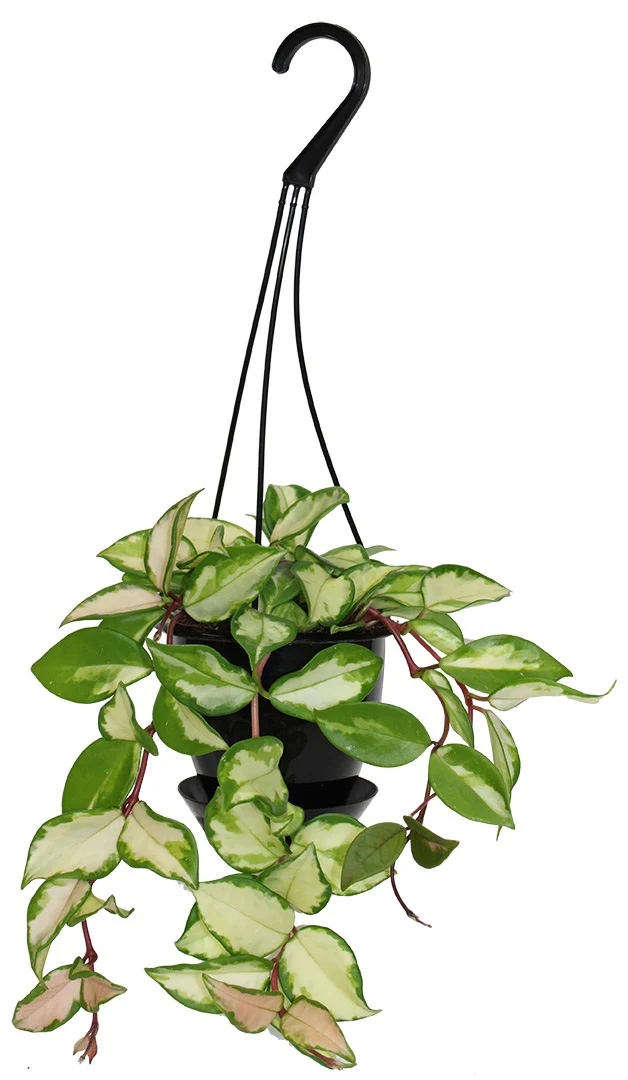 Hoya variegata - Hoya carnosa 'Variegata'