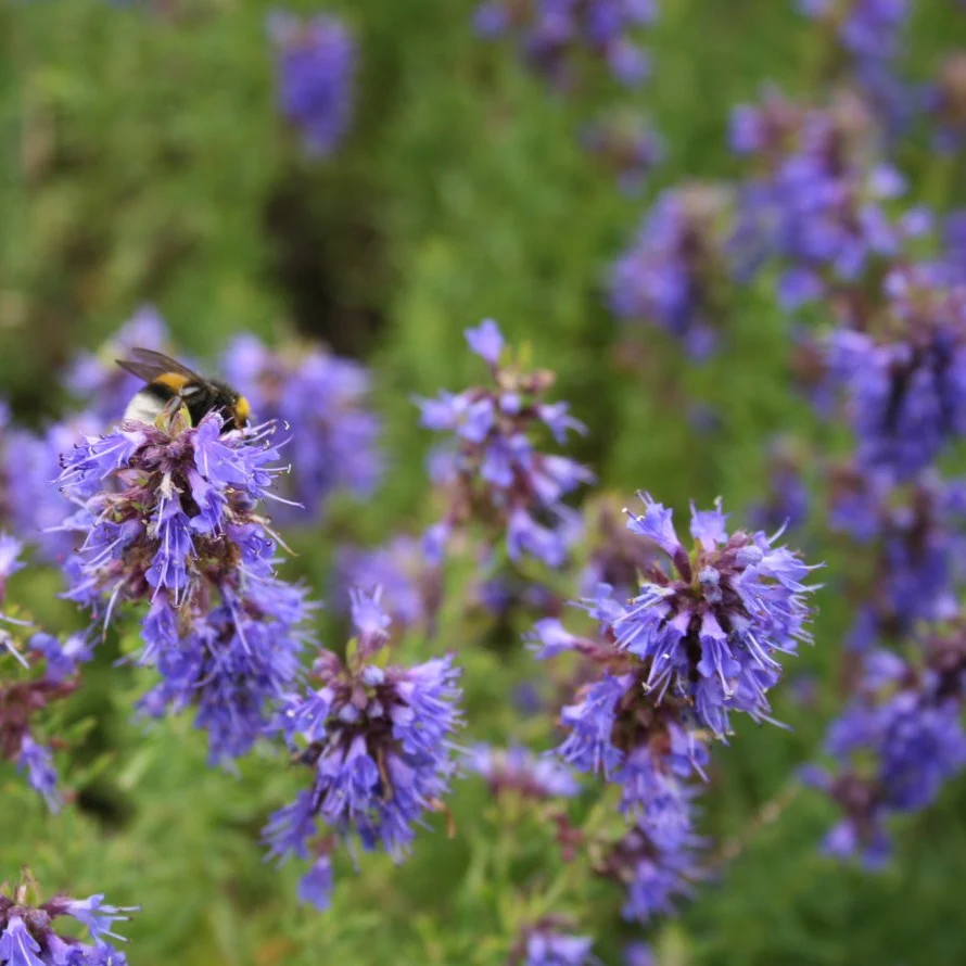 Hysope officinale (plant BIO)