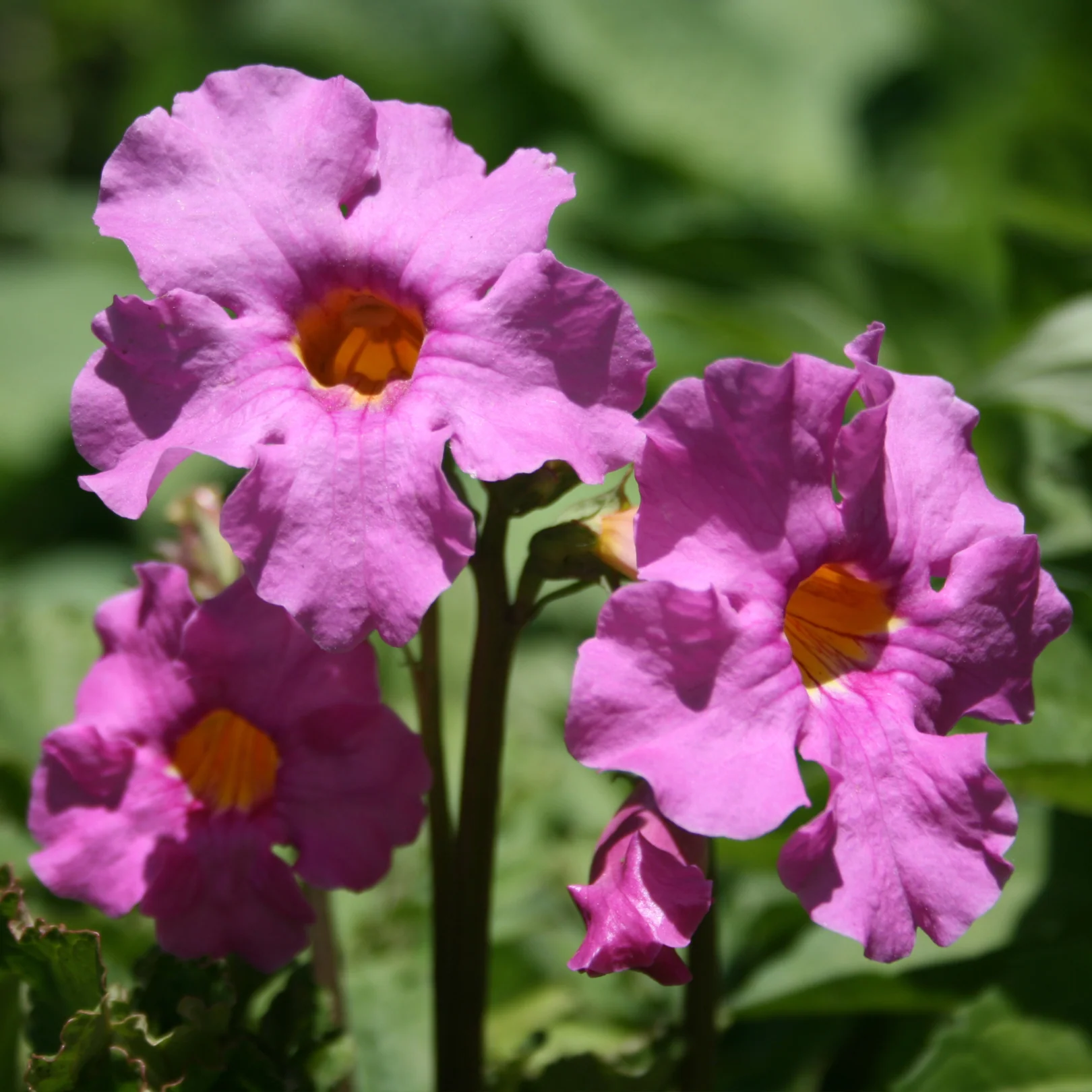 Incarvillée - Incarvillea delavayi