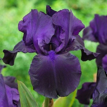Iris nain Demon - Iris pumila 'Demon'