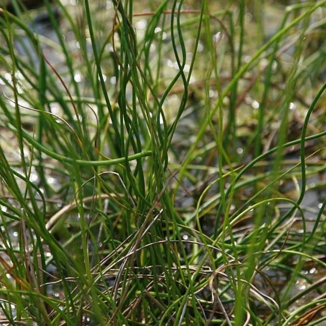 Jonc Twisted Arrows - Juncus 'Twisted Arrows'