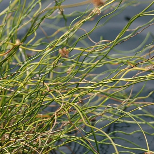Jonc Twisted Arrows - Juncus 'Twisted Arrows' – Image 2