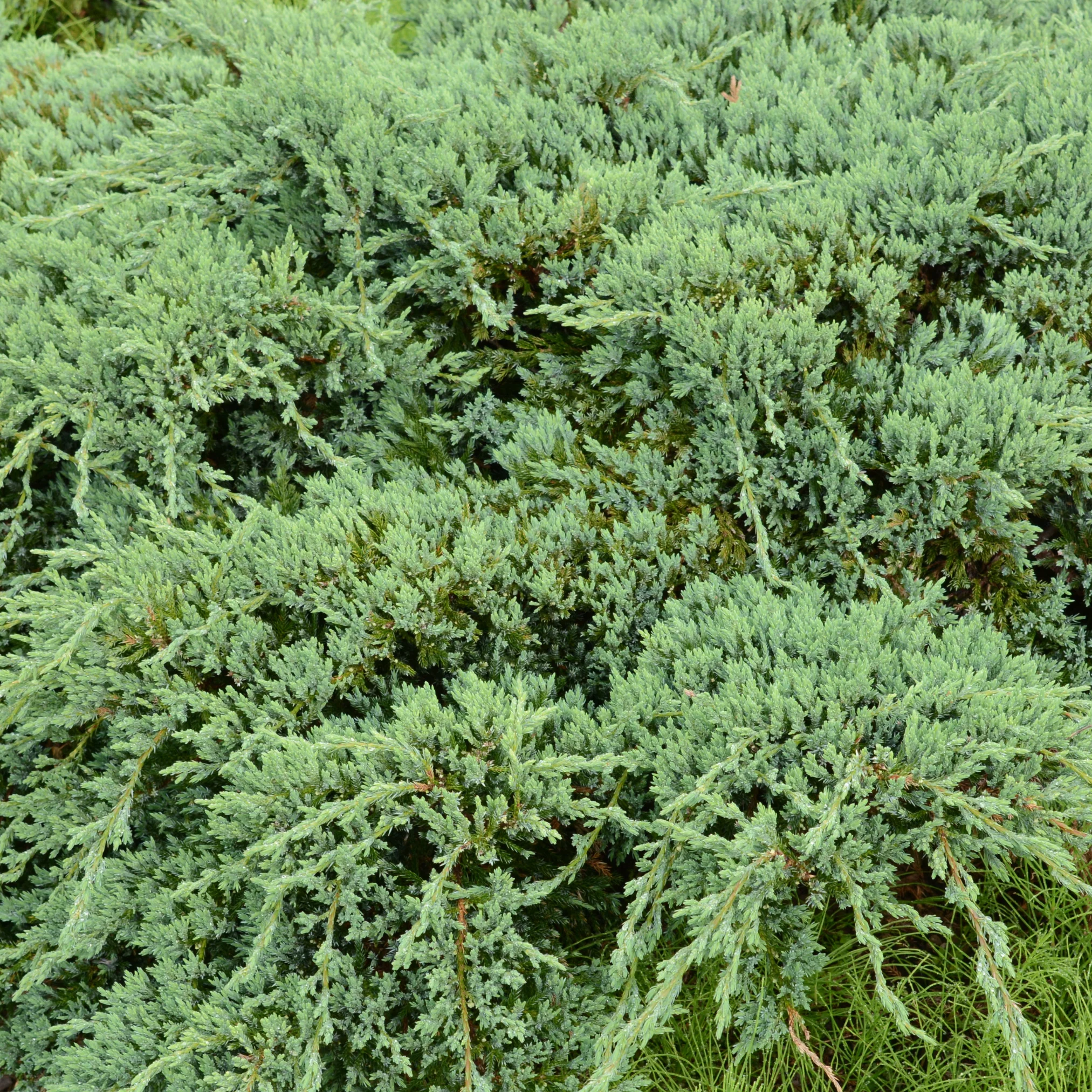 Genévrier New Blue - Juniperus sabina 'Tamariscifolia New Blue'