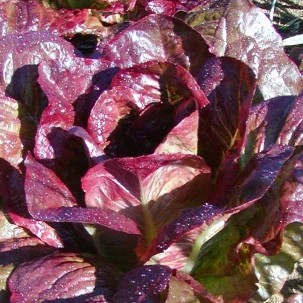 Laitue romaine Rouge d'hiver Bio (semences)