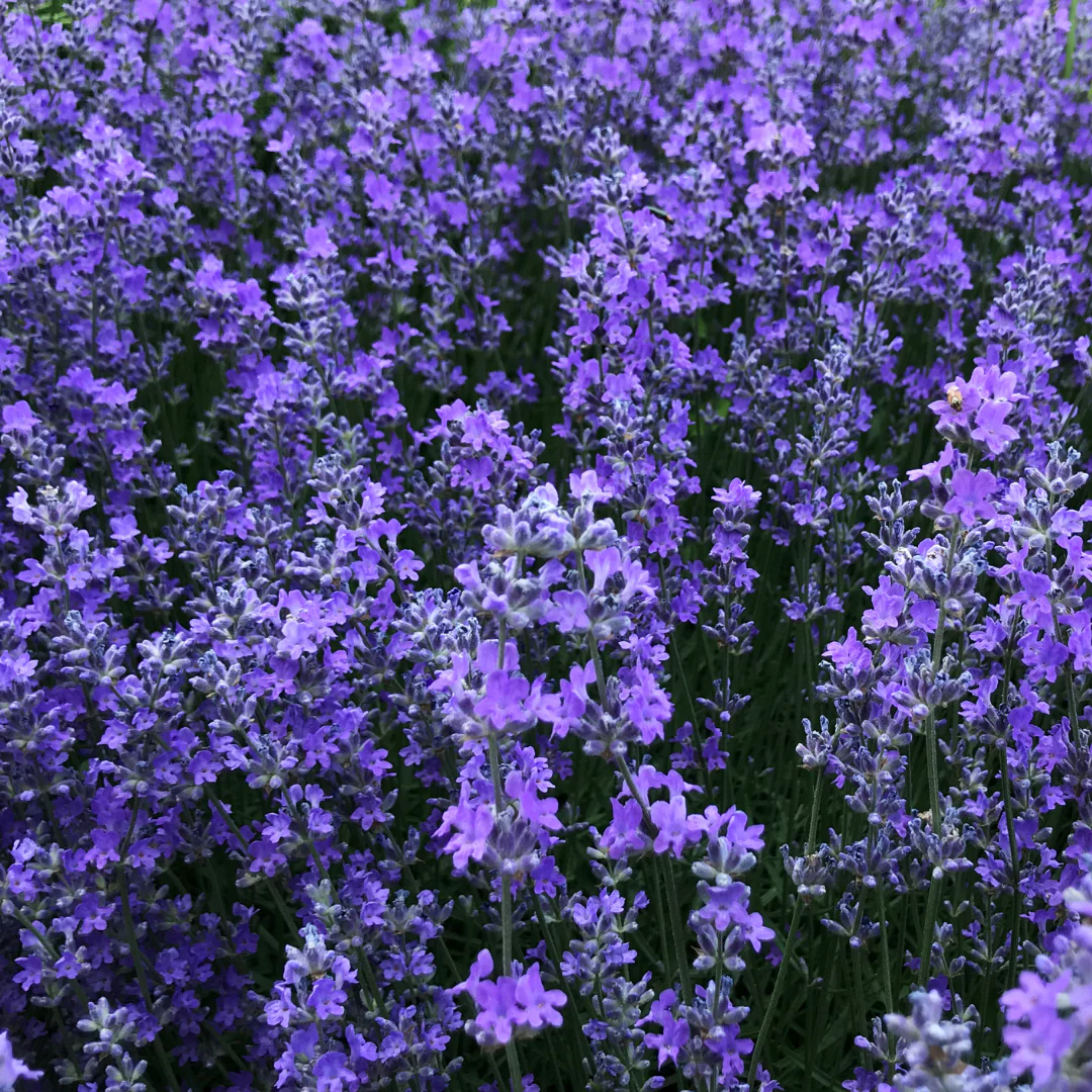 Lavandula Super Blue - Lavandula angustifolia 'Super Blue'