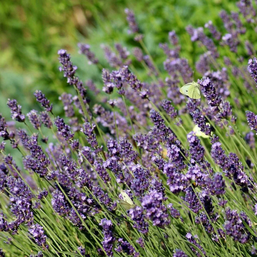 Lavande Phenomenal - Lavandula intermedia 'Phenomenal' – Image 2
