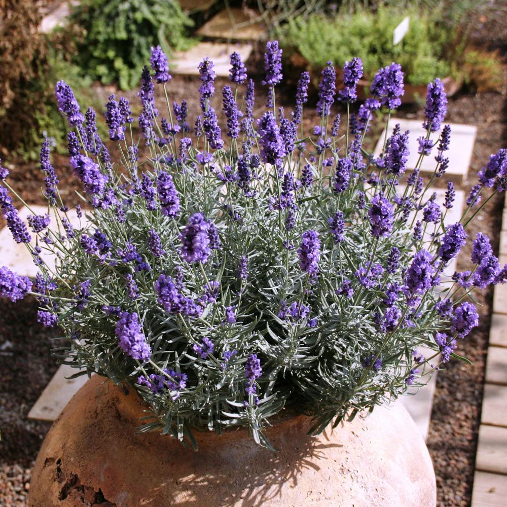 Lavandula La Diva - Lavandula angustifolia 'La Diva Vintage Violet'