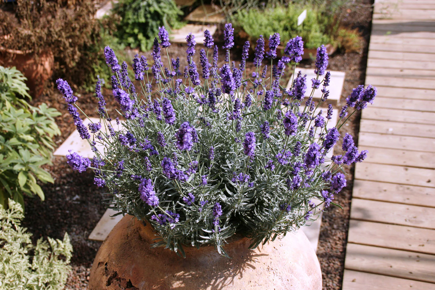 Lavande Hidcote - Lavandula angustifolia 'Hidcote' – Image 2