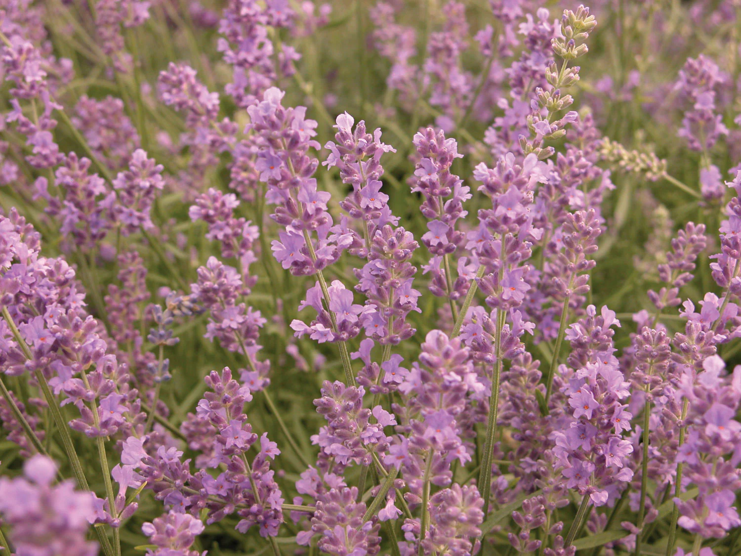 Lavande anglaise Munstead - Lavandula angustifolia 'Munstead' – Image 2