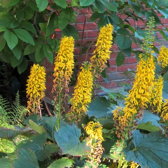 Ligulaire Little Rocket - Ligularia stenocephala 'The Rocket'