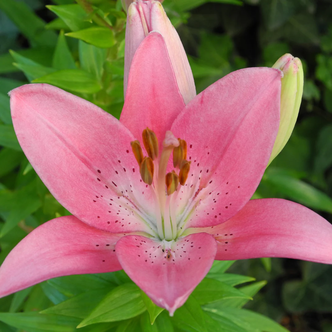 Lis asiatique Pink Pixie - Lilium 'Pink Pixie'