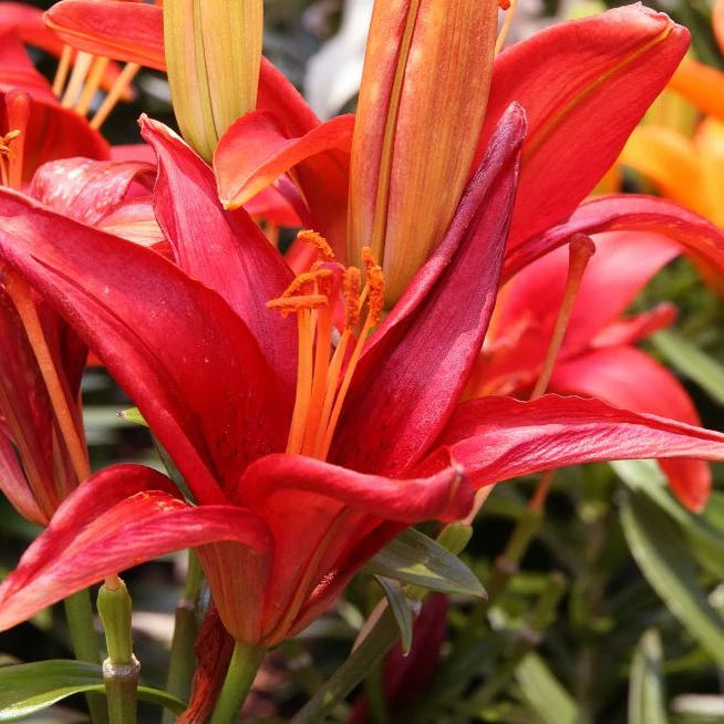 Lis Tiny Hope - Lilium asiatic 'Tiny Hope'