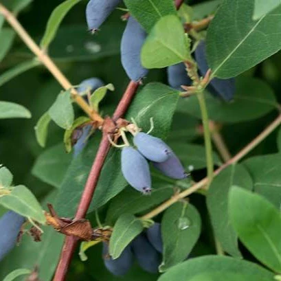Camerise Borealis - Lonicera ca edulis 'Borealis'