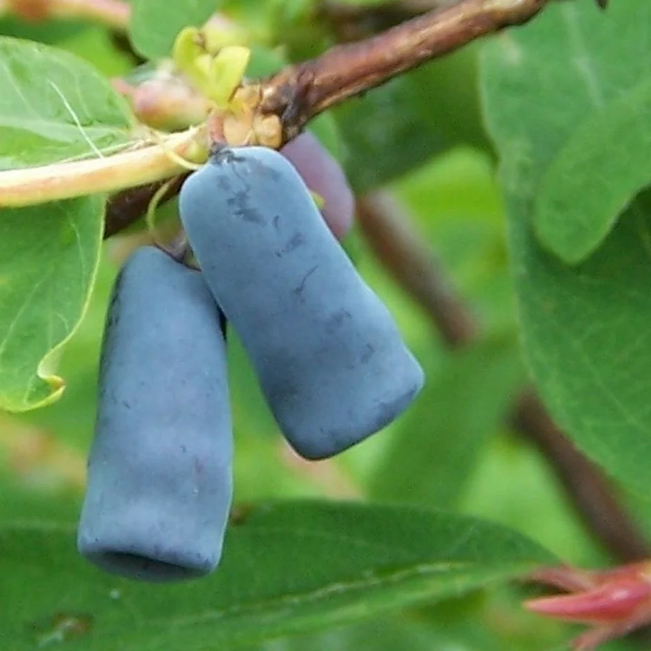 Camerise Aurora - Lonicera ca edulis 'Aurora'