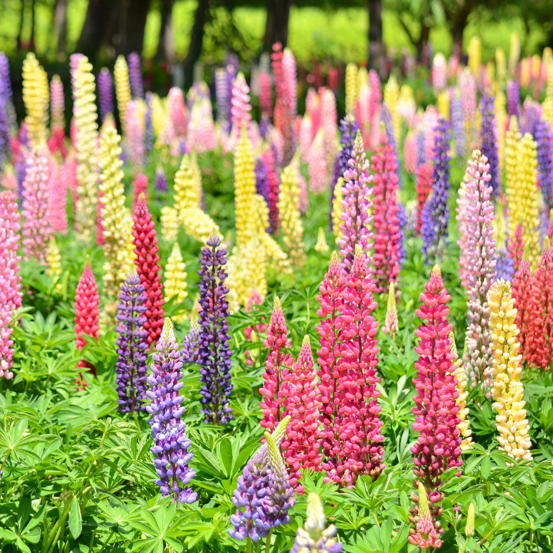 Lupin mix - Lupinus Tutti Frutti