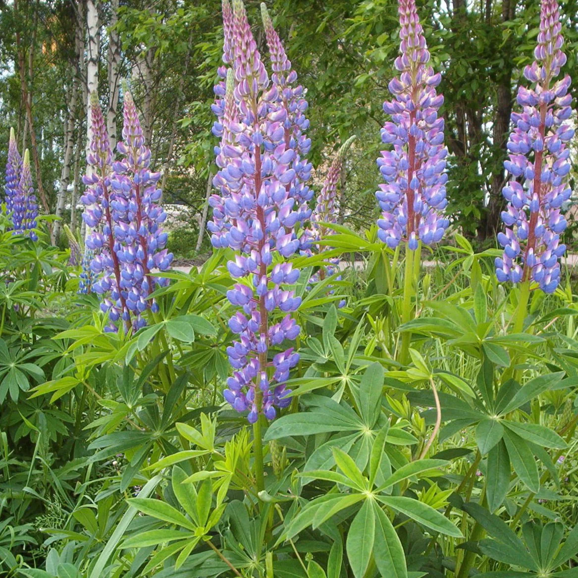 Lupin bleu - Lupinus x gallery blue