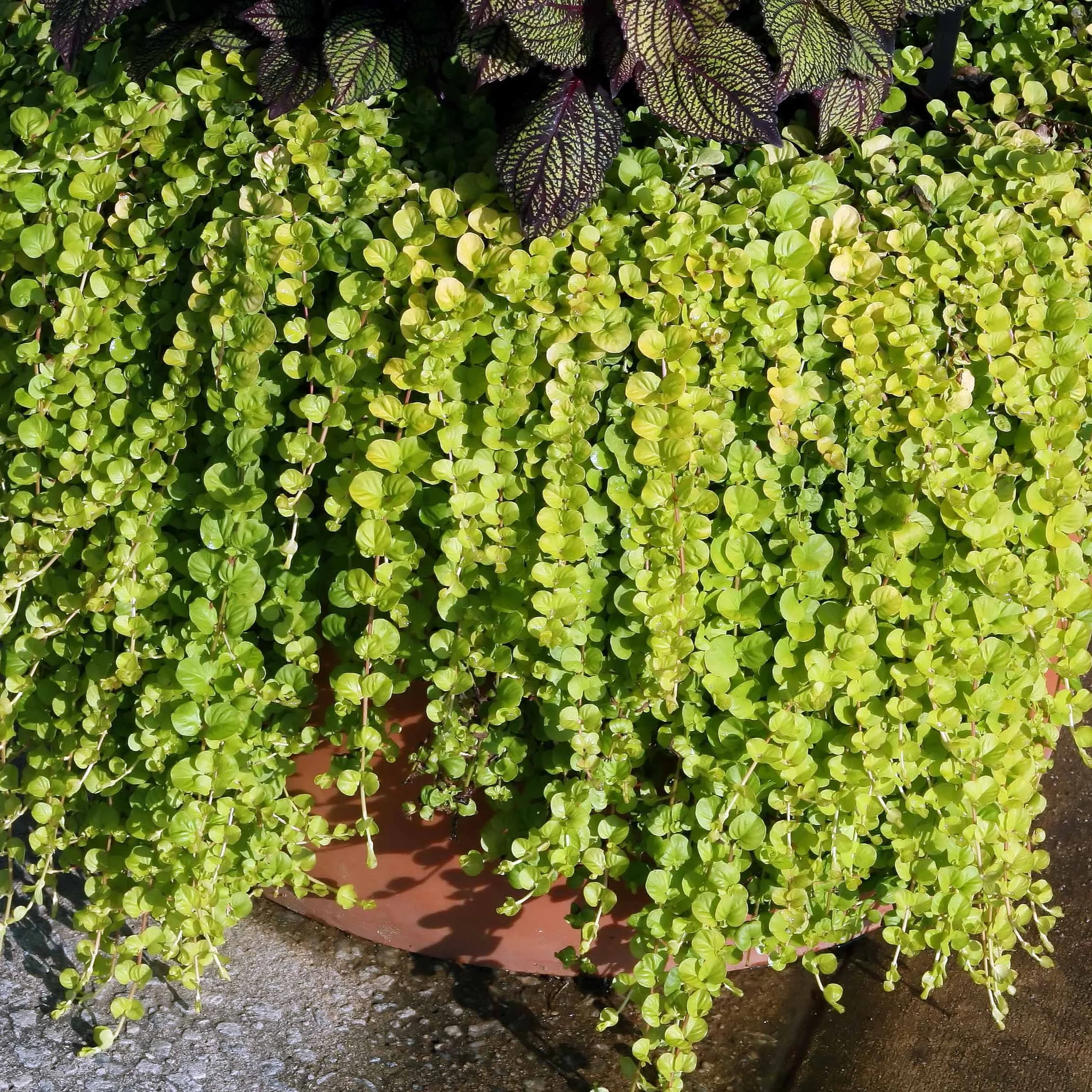 Lysimaque doré - Lysimachia 'Aurea'